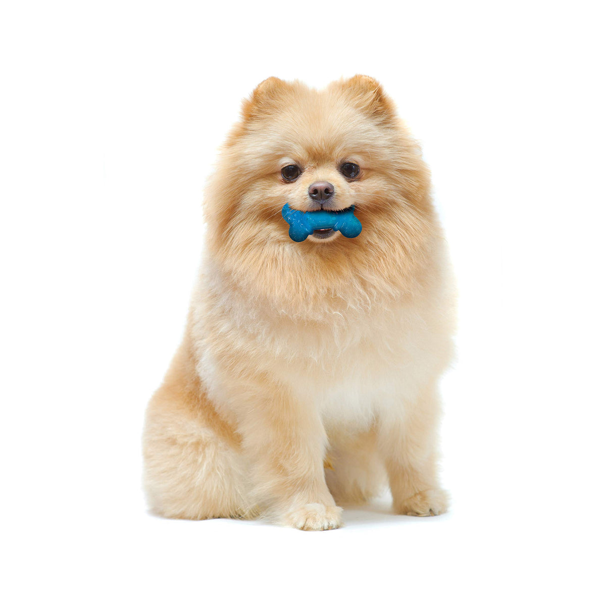Nylabone Flexi Chew Tiny Gumabone Dog Chew Toys, XX-Small, 2 Count