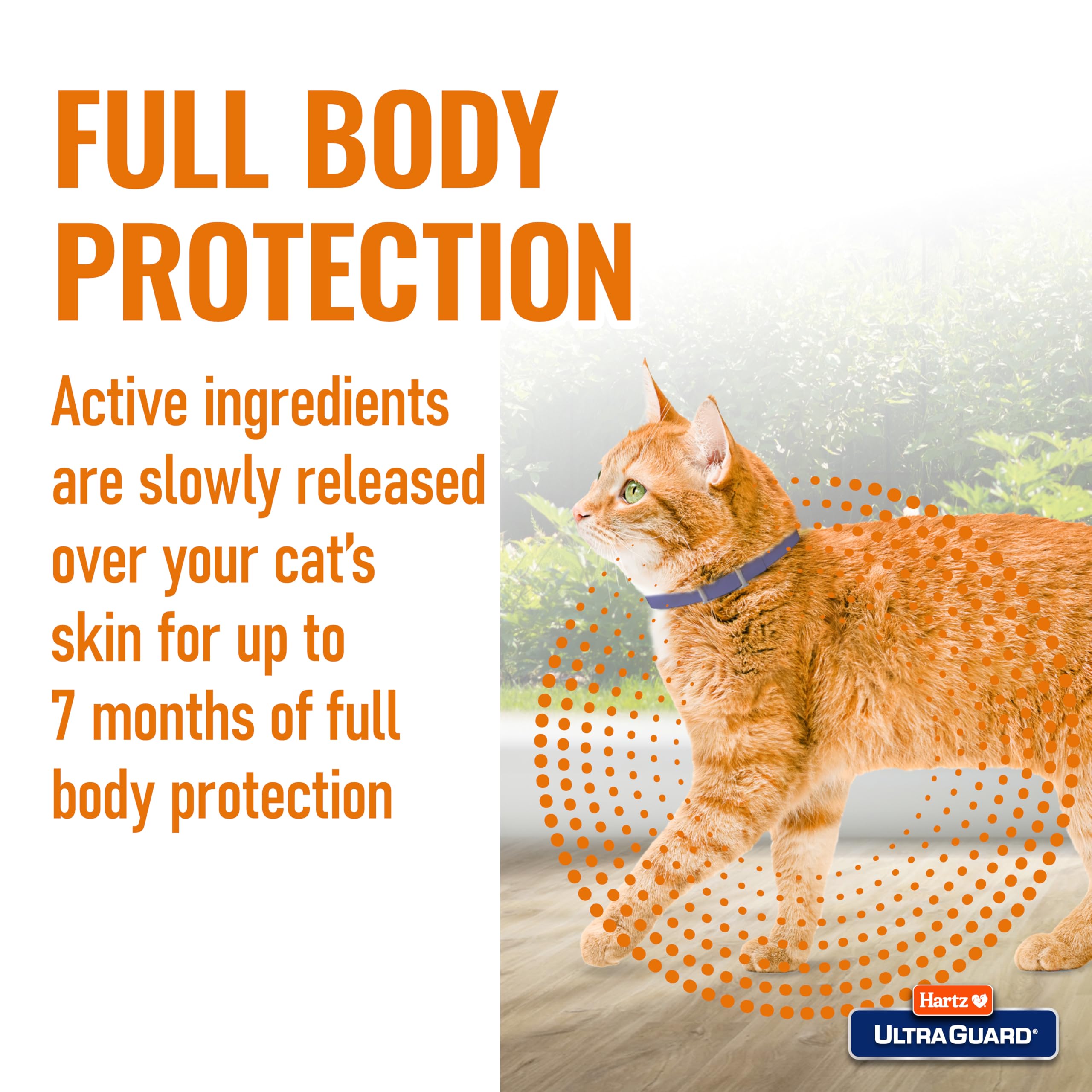 Hartz UltraGuard Flea & Tick Collar for Cats and Kittens, 7 Month Flea and Tick Protection and Prevention, White