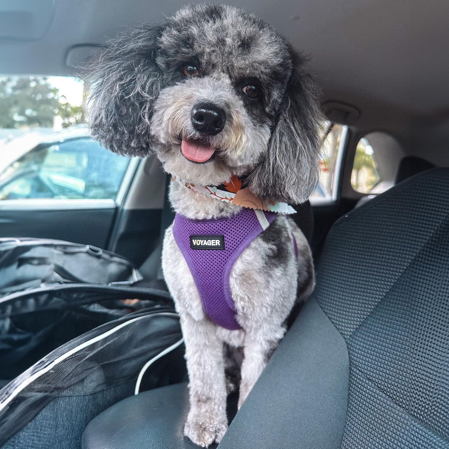 Best Pet Supplies Voyager Step-in Air All Weather Mesh Harness and Reflective Dog 5ft Leash Combo with Neoprene Handle, for Small, Medium and Large Breed Puppies - Purple, Medium