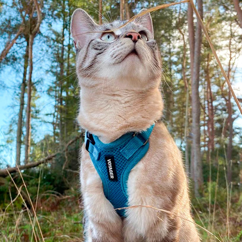 Voyager Escape-Proof Step-in Lock Cat Harness & 5ft Neoprene-Handle Leash Set All-Weather Mesh with Reflective Stitching for Small to Large Cats by Best Pet Supplies, Turquoise, S