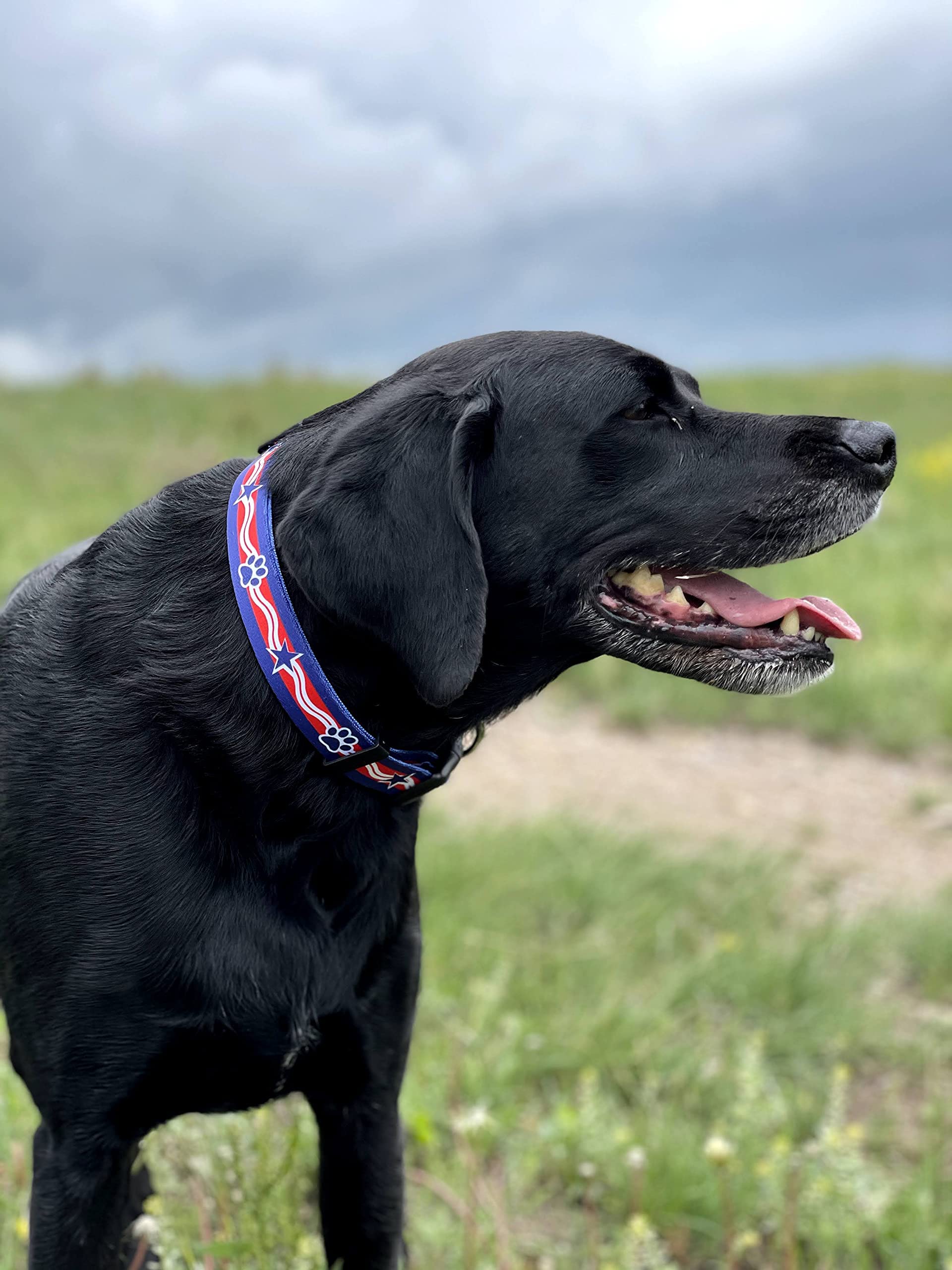 Native Pup American Flag Dog Collar- Red White and Blue- Patriotic Collars for 4th of July, USA- Adjustable Small, Medium, Large Breed Dogs (Medium, Paws)