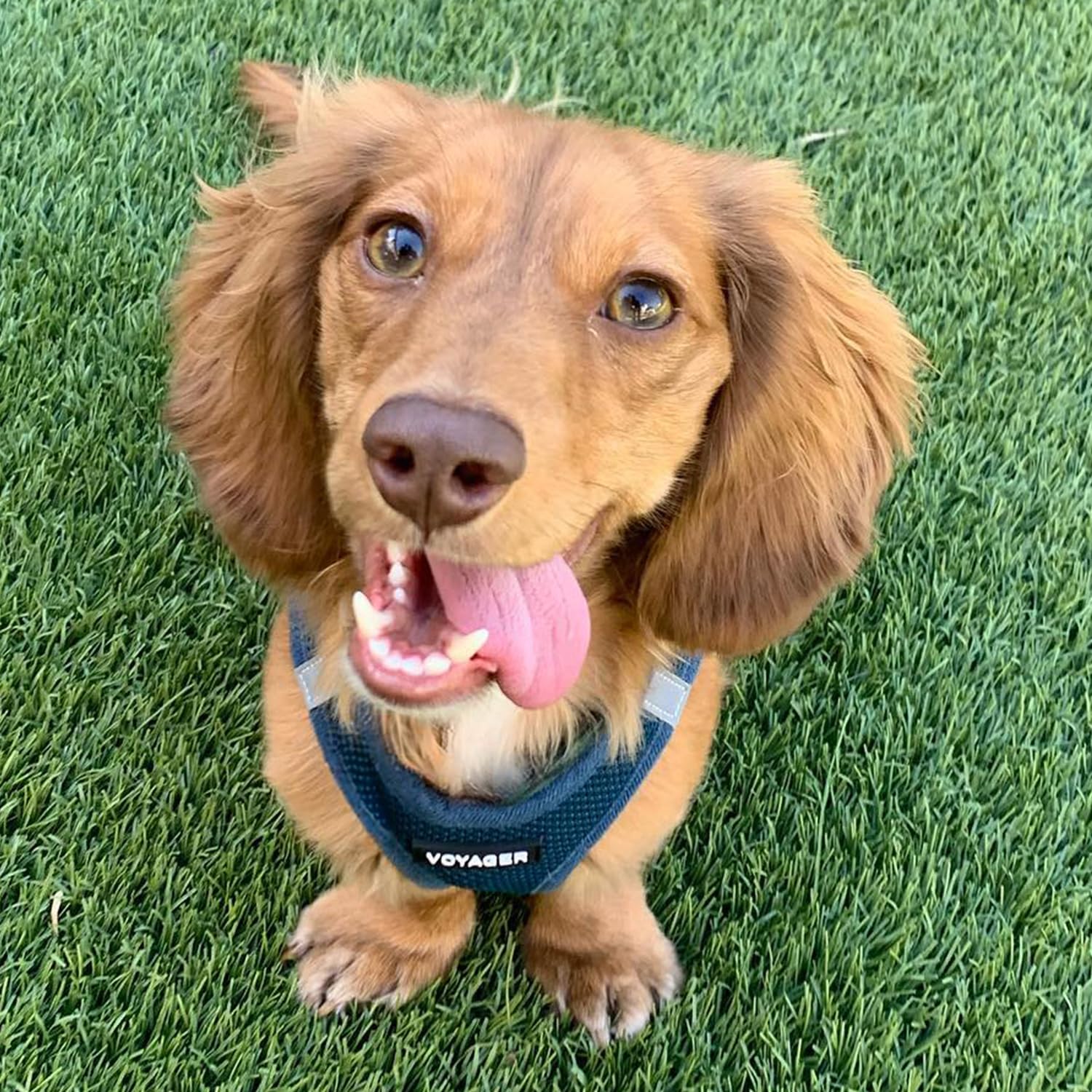 Voyager Step-in Air Dog Vest Harness - Blue, X-Large