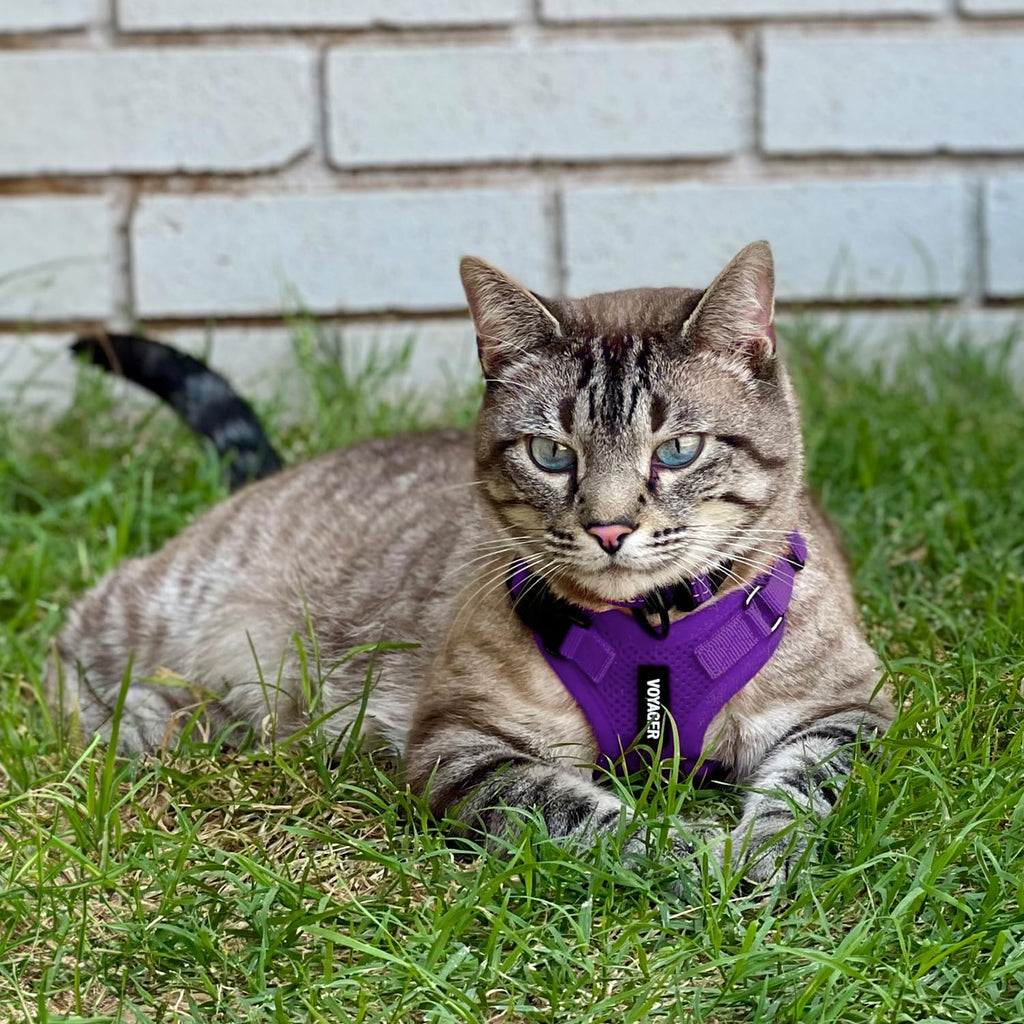 Voyager Escape-Proof Step-in Lock Cat Harness & 5ft Neoprene-Handle Leash Set All-Weather Mesh with Reflective Stitching for Small to Large Cats by Best Pet Supplies, Purple, XS