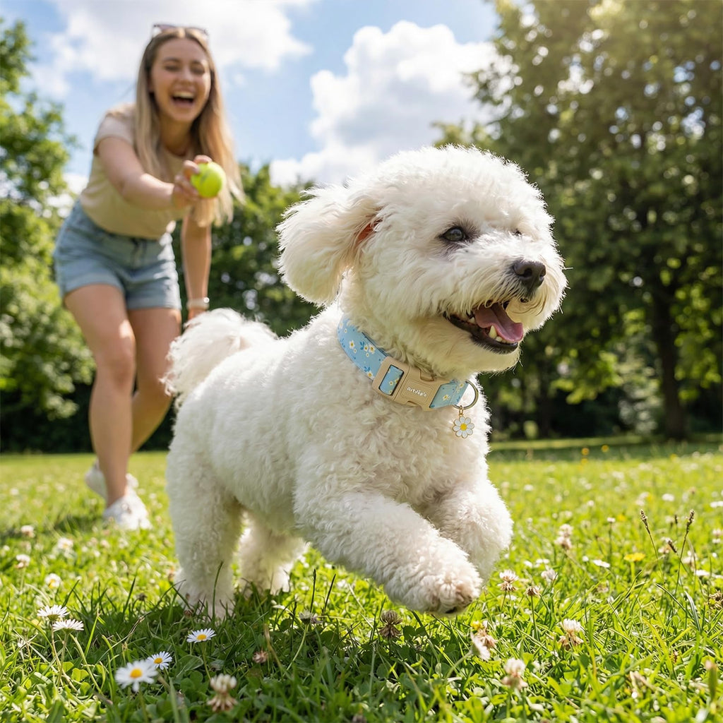Astdogio Dog Collar for Small Medium Large Dogs, Spring Blue Dog Collars with White Flowers, Adjustable Cotton Dog Collars, Cute Girl or Boy Dog Collar Ideal for Gifts,Pet Accessory,L