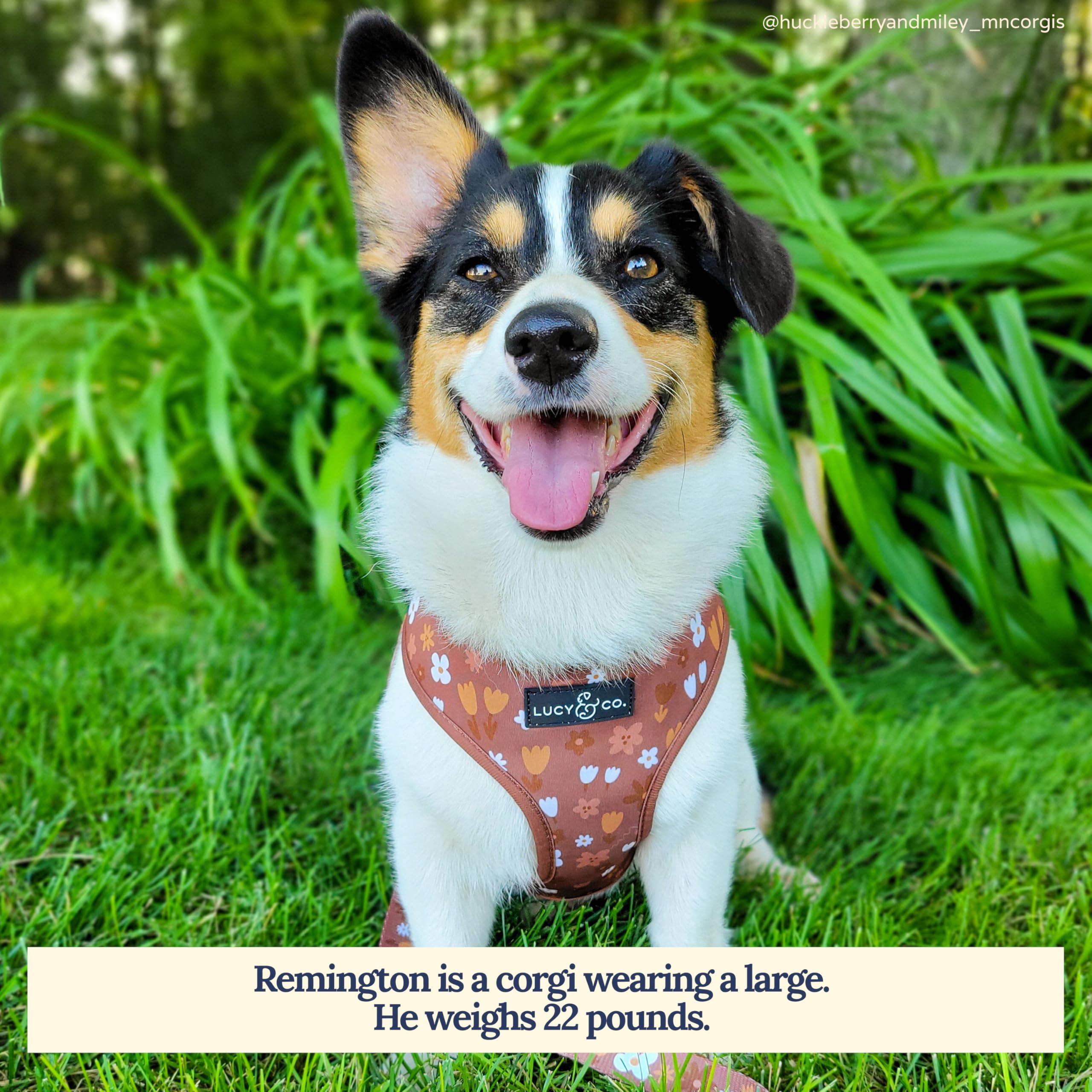Lucy & Co. Reversible Dog Harness - Water-Repellent Neoprene, Dual-Print Design, Easy Swap Style, Adjustable Comfort Fit - Chocolate Meadows Reversible Harness - Large