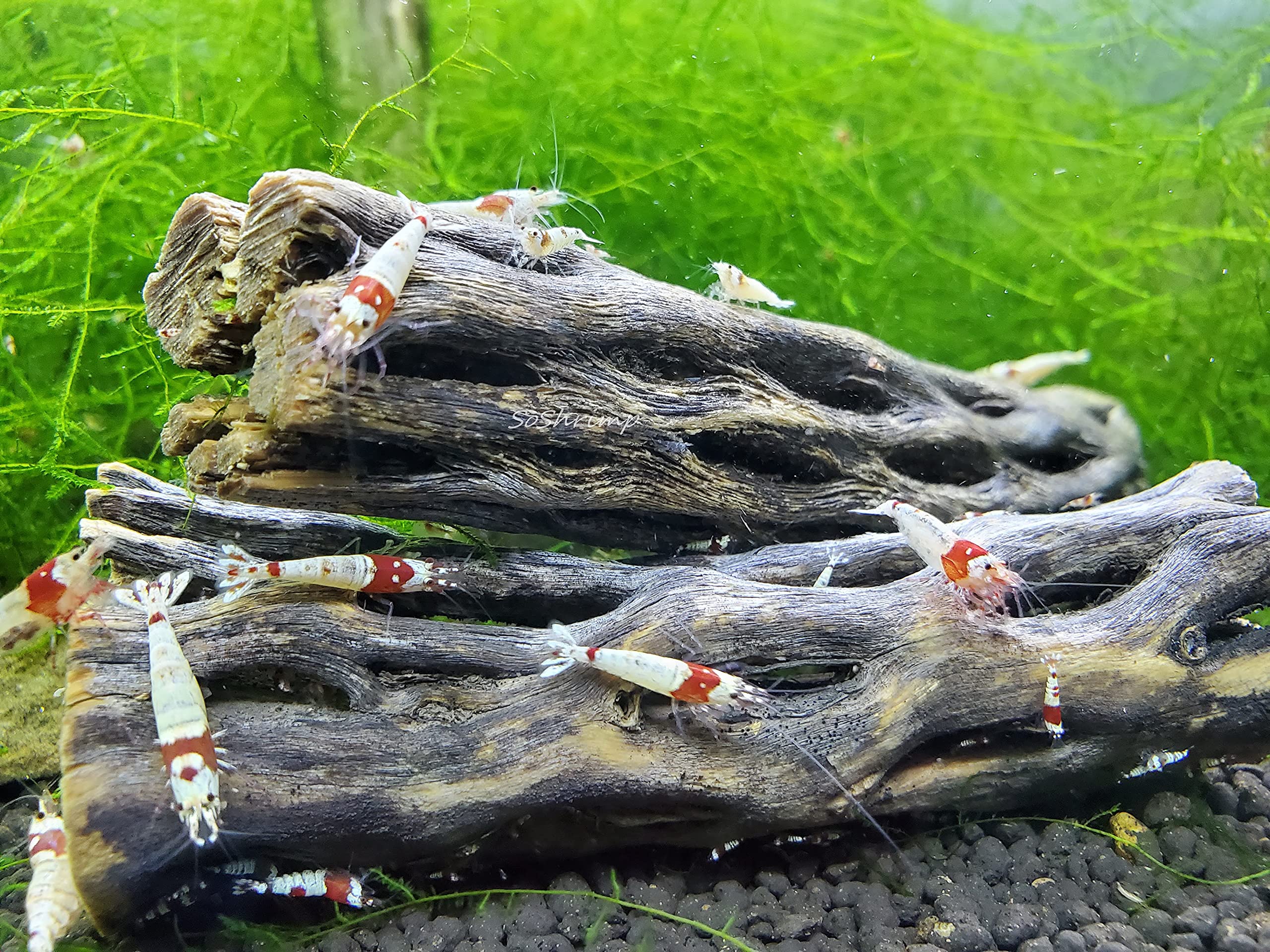 SoShrimp Natural Cholla Wood for Aquarium Decoration Shrimp and Fish Tank (6 Inch (5 Pack))