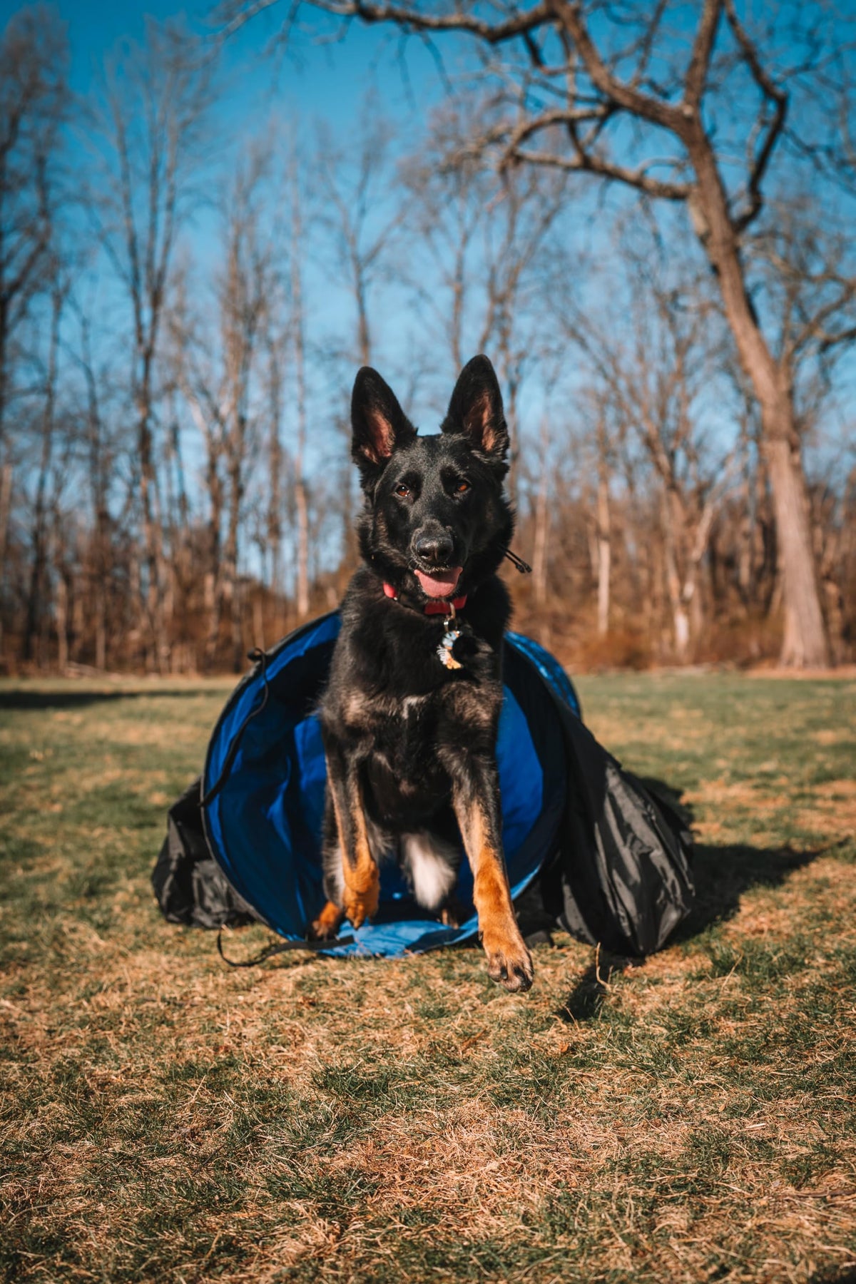 Better Sporting Dogs 16 Foot Dog Agility Tunnel