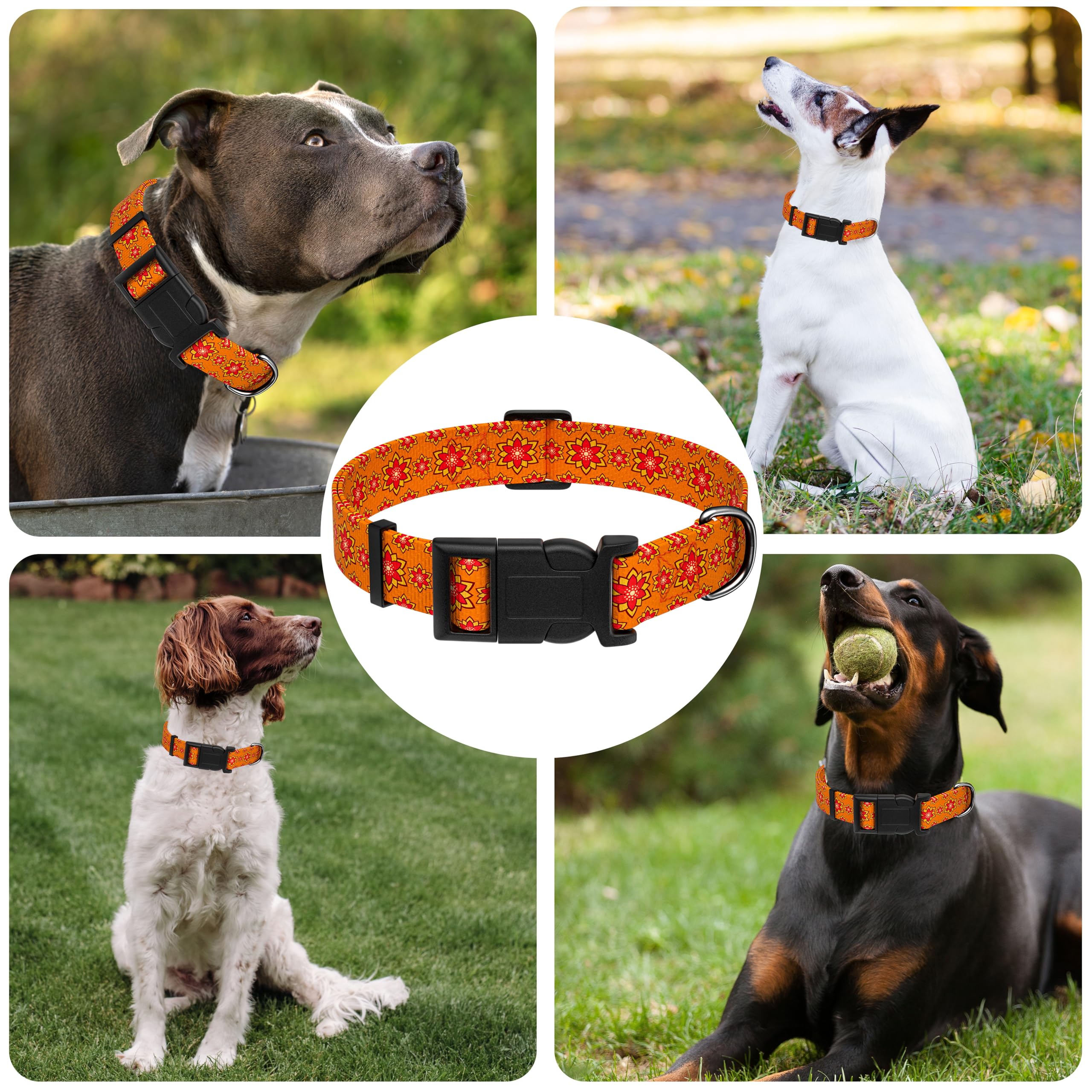 Seyezo Dog Collar, Classical Indian Spirit, Orange, S