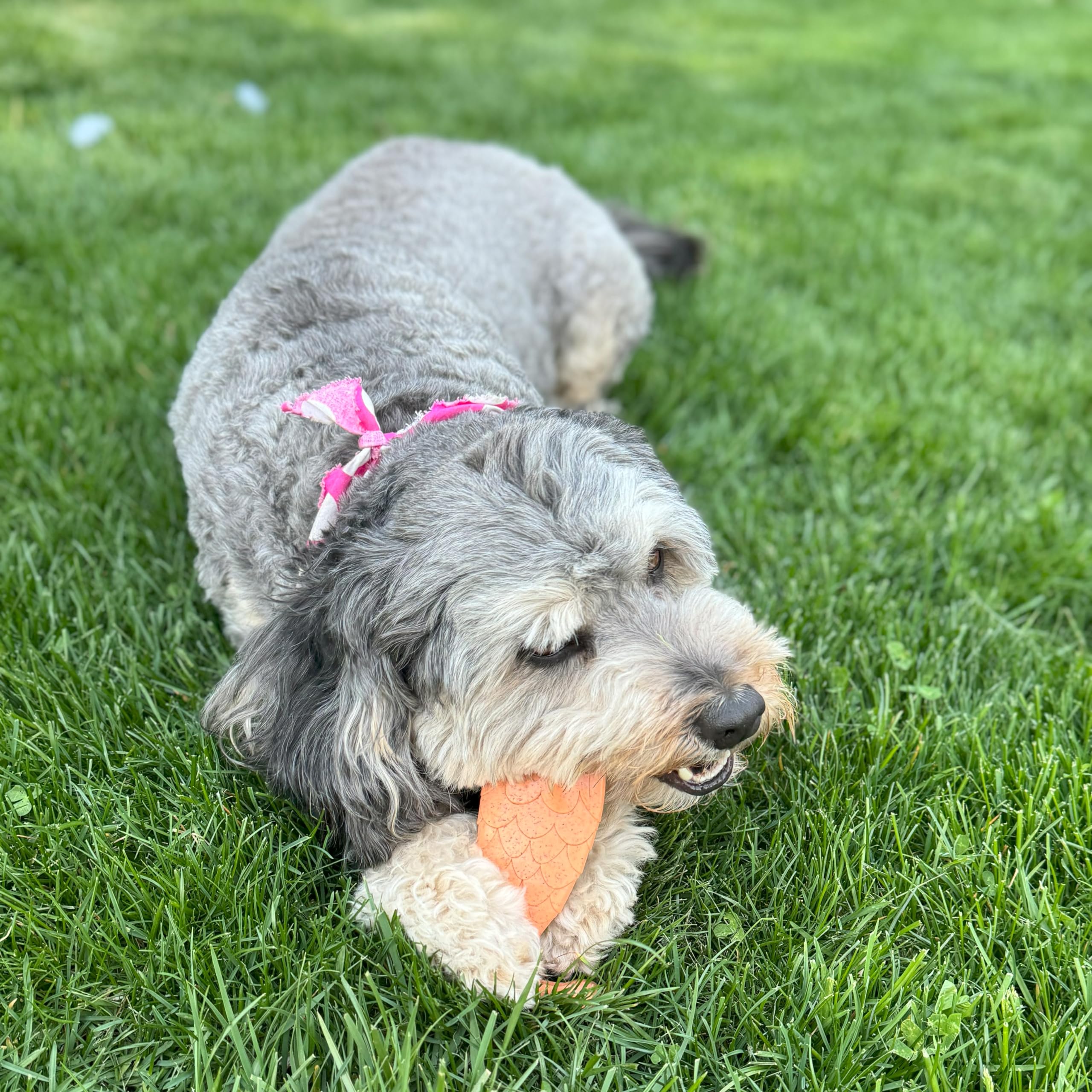 SPOT Bam-Bones Fish - Made with Strong Bamboo Fiber, Durable Long Lasting Dog Bone for Light to Moderate Chewers, Great Chew Toy for Adult Dogs & Teething Puppies Under 30lbs, 5.5in, Salmon Flavor