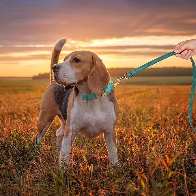 Didog Soft PU Leather Dog Collar, Stylish Quick Released Dog Collars for Medium Dogs, Easy Clean Adjustable Pet Collar for Daily Walking, Green, M Fit 14-18" Neck