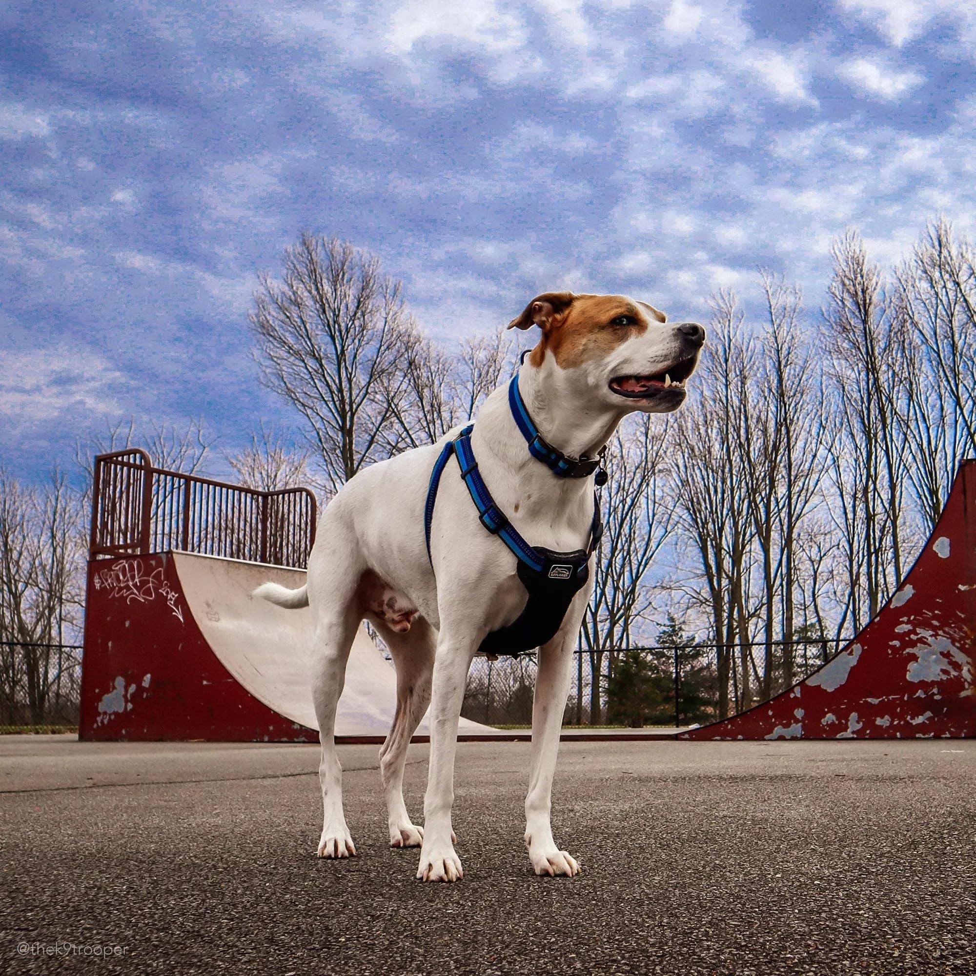 Coastal Pet K9 Explorer Reflective Adjustable Dog Collar - Comfortable Collar for the Outdoors - Durable, Lightweight Accessory with Side-Release Buckle - Rosebud, 5/8" x 10-14"
