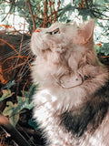 Pro-Track-tor - Ultra-Lightweight Cat Finder (ONLY 0.28oz) - No Monthly Fees - 1600ft Range RF Tracker - Works Where GPS Fails - Find Hidden Cats Anywhere
