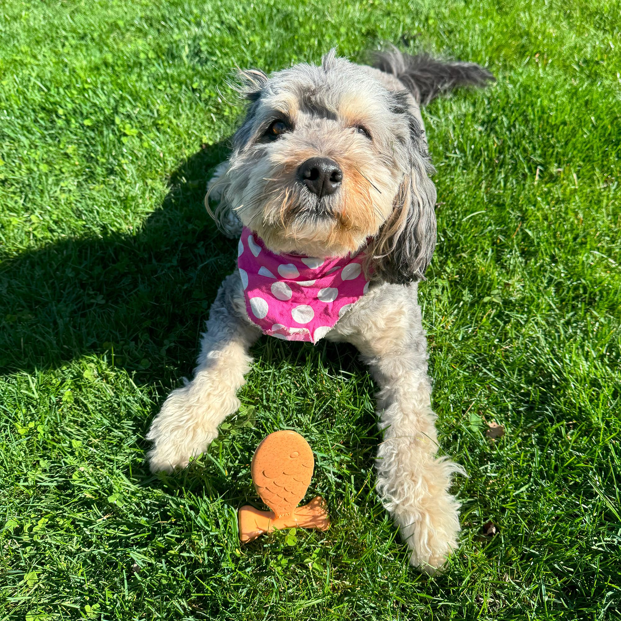 SPOT Bam-Bones Fish - Made with Strong Bamboo Fiber, Durable Long Lasting Dog Bone for Light to Moderate Chewers, Great Chew Toy for Adult Dogs & Teething Puppies Under 30lbs, 5.5in, Salmon Flavor
