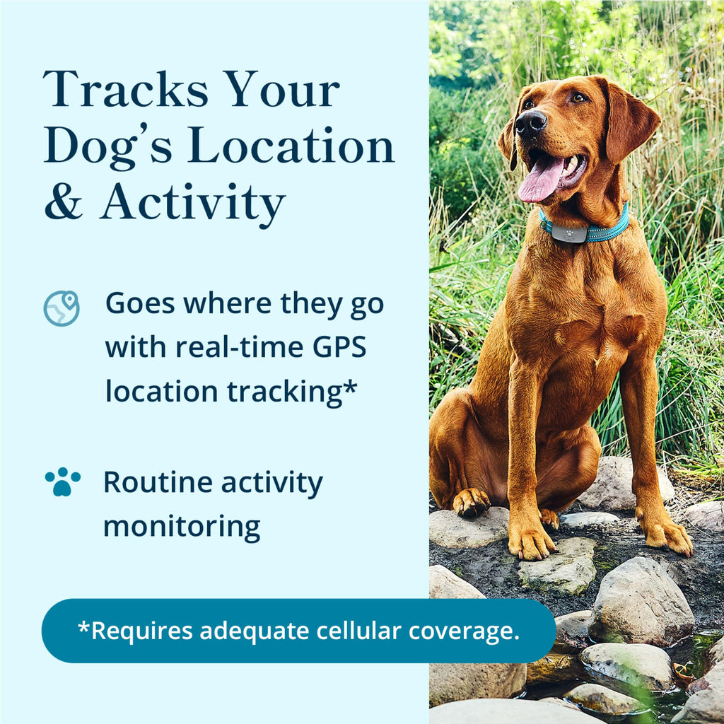 Purina Petivity Dog GPS Tracker Collar, Activity and Real Time Tracking