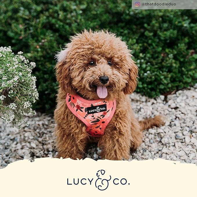 Lucy & Co. Reversible Dog Harness - Water-Repellent Neoprene, Dual-Print Design, Easy Swap Style, Adjustable Comfort Fit - Posy Pink Reversible Harness - X-Small