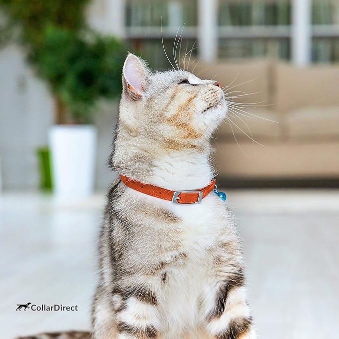 CollarDirect Leather Cat Collar, Kitten Collar with Removable Bell Black Blue Red Orange Lime Green (8-11 Inch, Orange)