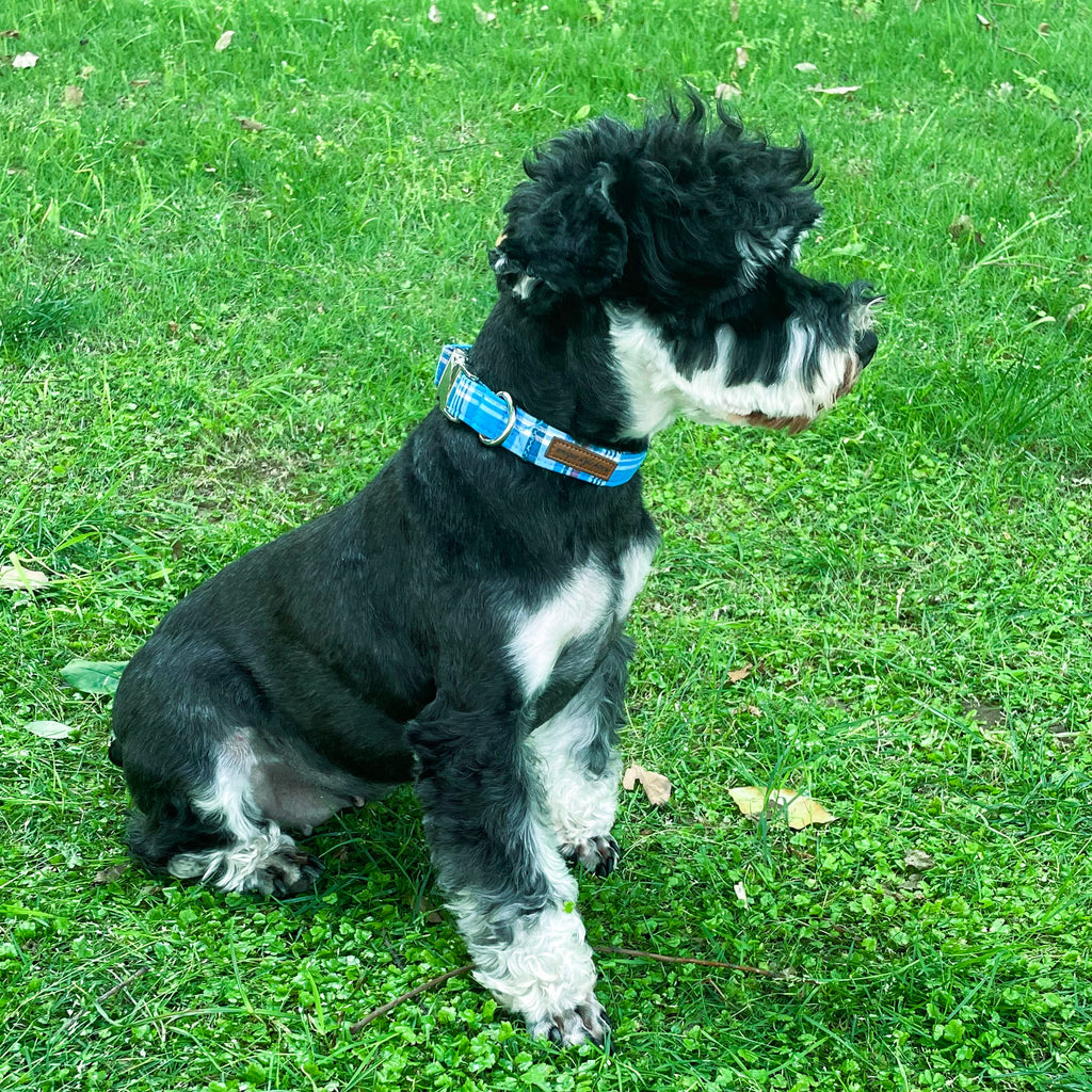Unique Style Paws Metal Buckle Blue Plaid Collar - Durable & Cute for Small, Medium & Large Dogs