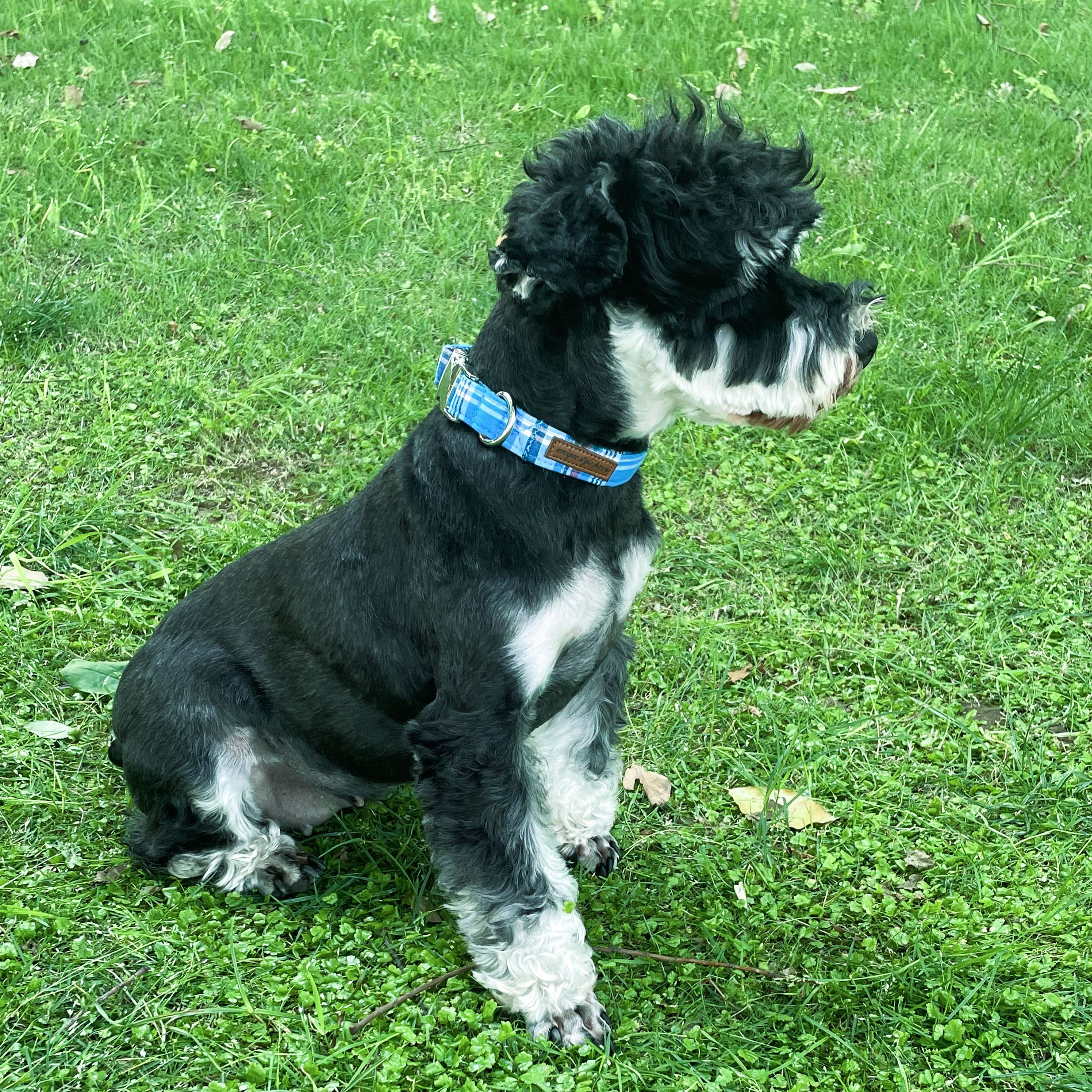 Unique Style Paws Metal Buckle Blue Plaid Collar - Durable & Cute for Small, Medium & Large Dogs