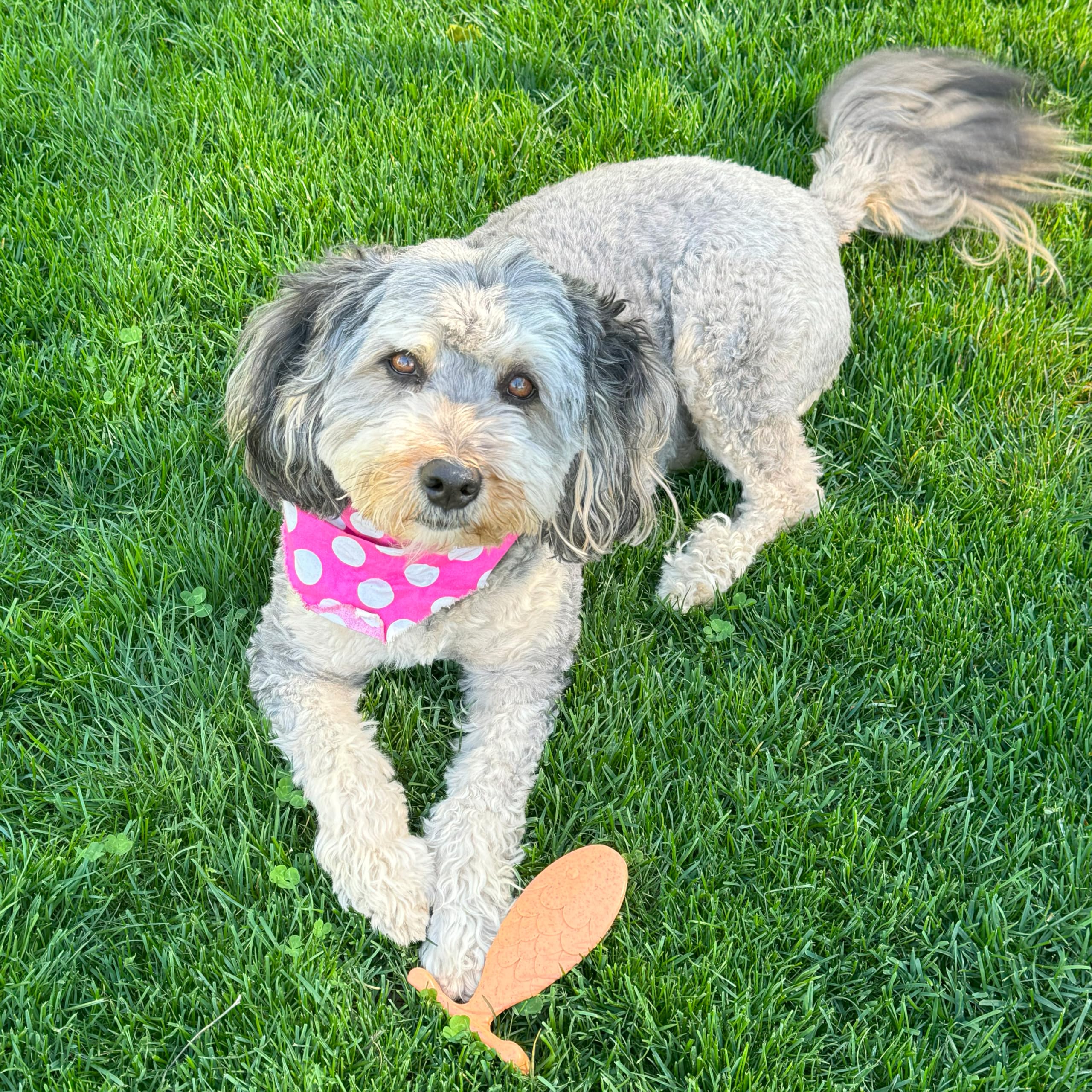 SPOT Bam-Bones Fish - Made with Strong Bamboo Fiber, Durable Long Lasting Dog Bone for Light to Moderate Chewers, Great Chew Toy for Adult Dogs & Teething Puppies Under 30lbs, 5.5in, Salmon Flavor