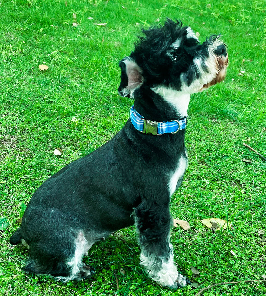 Unique Style Paws Metal Buckle Blue Plaid Collar - Durable & Cute for Small, Medium & Large Dogs