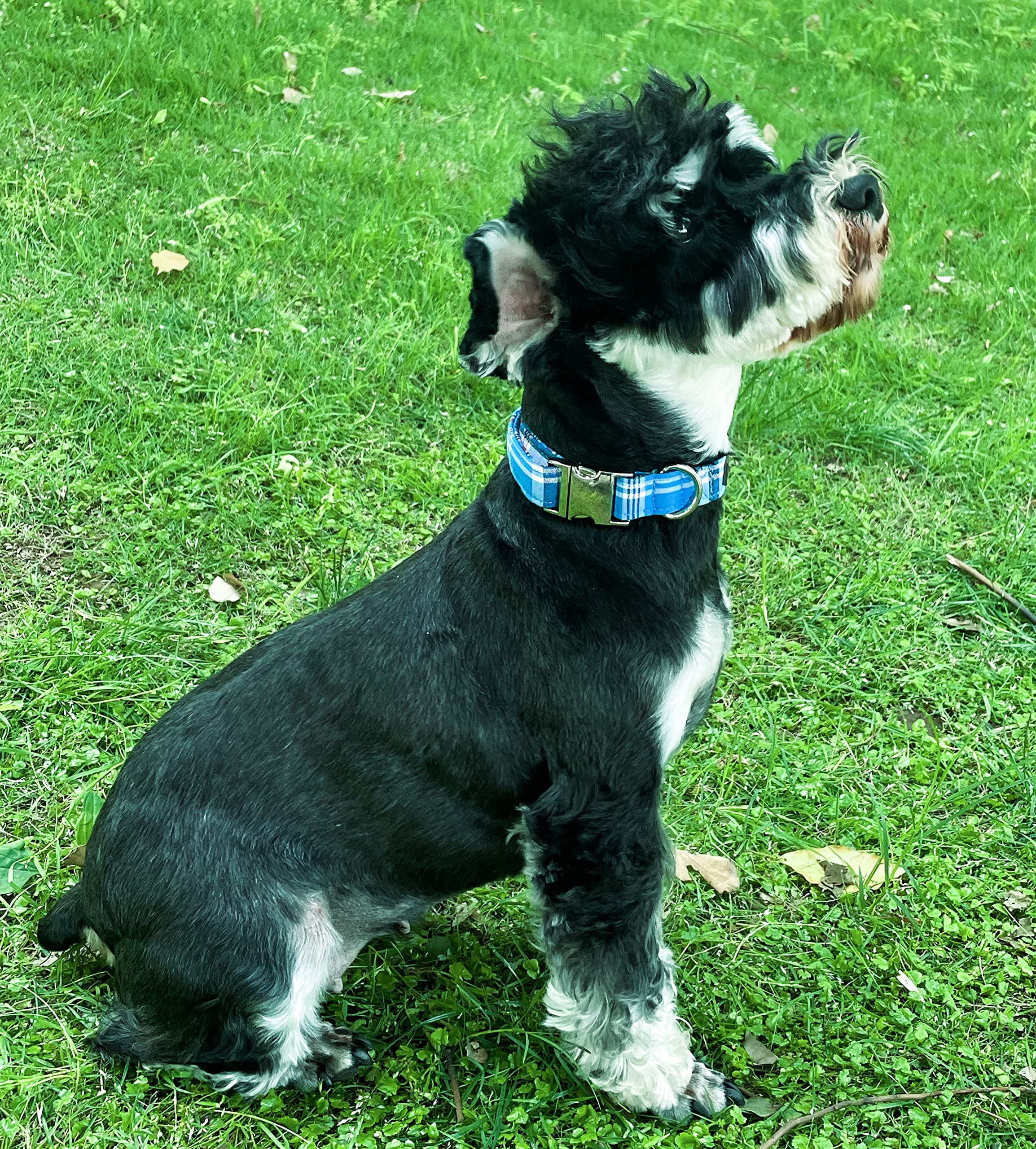Unique Style Paws Metal Buckle Blue Plaid Collar - Durable & Cute for Small, Medium & Large Dogs
